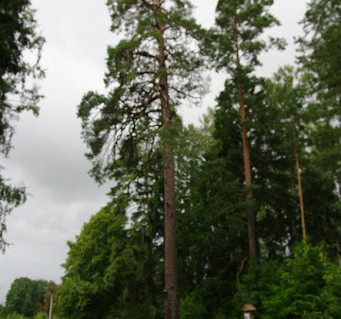 4_Santeklinės pušis.jpg